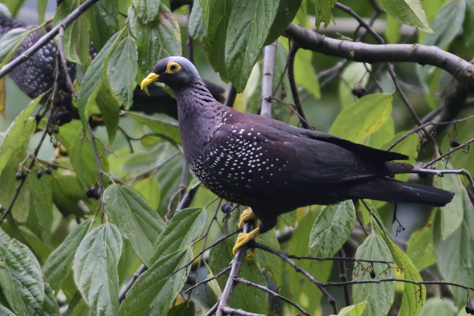 image African olive pigeon